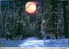[Fafnir Scan - Barry Chall] 'Animal Sprit' - 1996 Calendar - Children-of-the-Moon (Gray Wolf)