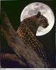 [Fafnir Scan - Barry Chall] 'Animal Sprit' - 1996 Calendar - The-Sentinel (Leopard)