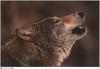 [Fafnir Scan - Jim Brandenburg] 'Brother Wolf' - 1998 Calendar