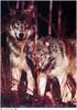 [Fafnir Scan - Jim Brandenburg] 'Brother Wolf' - 1998 Calendar
