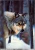 [Fafnir Scan] Wolves series#1