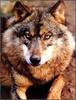 [Fafnir Scan] Wolves series#2