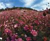 [Scenes of Korea] Painted Lady