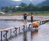 [Scenes of Korea] Korean Cow