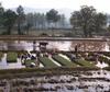 [Scenes of Korea] Korean Cow ploughs