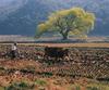 [Scenes of Korea] Korean Cow ploughs (한우의 쟁기질)