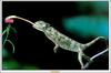 [Minnie Visions SWD] Chameleon