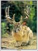 [Minnie Visions SWD] Jackalope