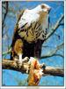 [Minnie Visions SWD] African Fish Eagle / Haliaeetus vocifer