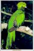 [Minnie Visions SWD] Resplendent Quetzal