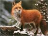 [WillyStoner Scans - Wildlife] Red Fox