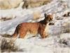 [WillyStoner Scans - Wildlife] Cougar cub