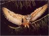 [WillyStoner Scans - Wildlife] Screech Owl