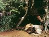 [WillyStoner Scans - Wildlife] Gray Wolf pups