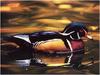 [WillyStoner Scans - Wildlife] Wood Duck