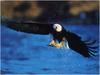[WillyStoner Scans - Wildlife] Bald Eagle