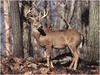 [WillyStoner Scans - Wildlife] Whitetail Deer buck