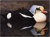 [WillyStoner Scans - Wildlife] King Eider Duck