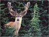 [WillyStoner Scans - Wildlife] Mule Deer in velvet