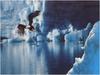 [WillyStoner Scans - Wildlife] Bald Eagle in flight