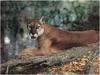 [WillyStoner Scans - Wildlife] Florida Panther