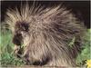 [WillyStoner Scans - Wildlife] North American Porcupine