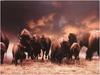 [WillyStoner Scans - Wildlife] American Bison herd