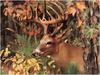 [WillyStoner Scans - Wildlife] Whitetail Deer