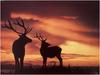 [WillyStoner Scans - Wildlife] Bull Elks