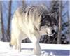 [WillyStoner Scans - Wildlife] Gray Wolf