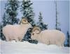 [WillyStoner Scans - Wildlife] Dall Sheep rams