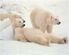 [WillyStoner Scans - Wildlife] Polar Bears