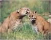[WillyStoner Scans - Wildlife] Cougars