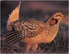 [WillyStoner Scans - Wildlife] Sharp-tailed Grouse