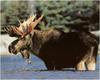 [WillyStoner Scans - Wildlife] Bull Moose