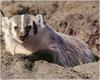 [WillyStoner Scans - Wildlife] American Badger