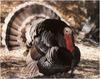 [WillyStoner Scans - Wildlife] Wild Turkey