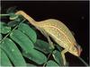 [WillyStoner Scans - Wildlife] Jewel Chameleon