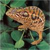 [WillyStoner Scans - Wildlife] Carpet Chameleon