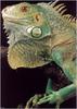 [WillyStoner Scans - Wildlife] Green Iguana