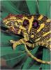 [WillyStoner Scans - Wildlife] Minor's Chameleon