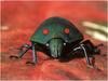 [WillyStoner Scans - Wildlife] Spotted Stink Bug