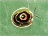 [WillyStoner Scans - Wildlife] Target Tortoise Beetle