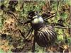 [WillyStoner Scans - Wildlife] Spider Mimic Beetle