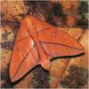 [WillyStoner Scans - Wildlife] Leaf-mimic Moth