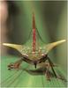 [WillyStoner Scans - Wildlife] Treehopper