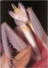 [WillyStoner Scans - Wildlife] Orchid Mantis