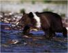 [WillyStoner Scans - Wildlife] Grizzly Bear cub