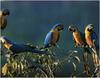 [WillyStoner Scans - Wildlife] Blue-and-gold Macaws, Ecuador