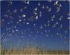 [WillyStoner Scans - Wildlife] Flying American White Ibis Flock, Winyah Bay